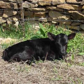 Deciding On A Dexter